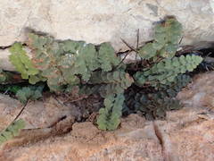 Asplenium petrarchae