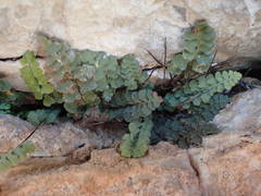 Asplenium petrarchae