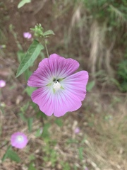 Malva punctata