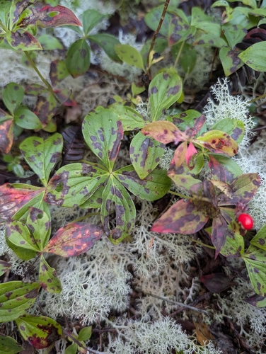 Western Bunchberry