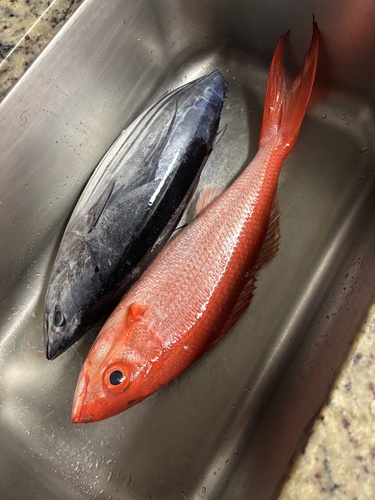 Katsuwonus pelamis observed 2026-09-24