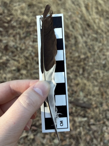 Acorn Woodpecker