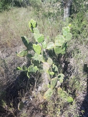 Opuntia rioplatense
