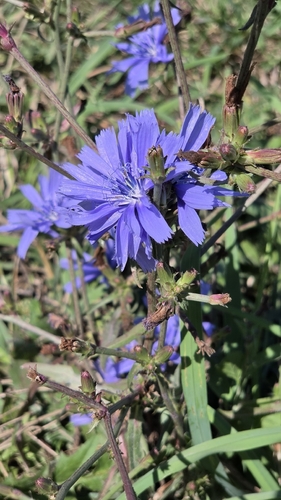 chicory