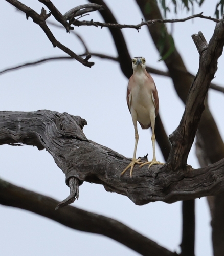 Nankeen Night Heron