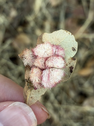 Crystalline Gall Wasp