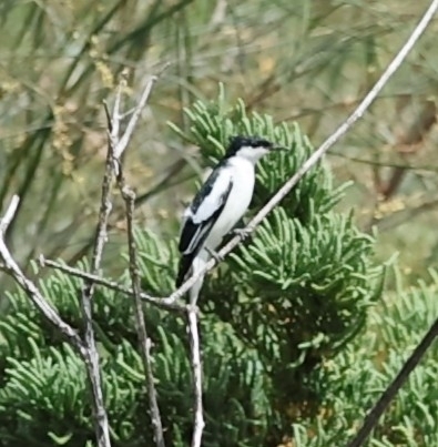 White-winged Triller