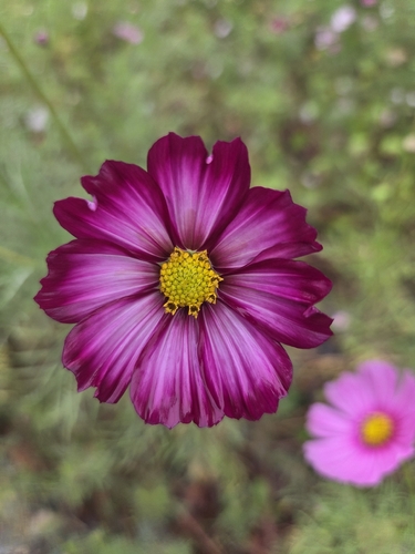 garden cosmos