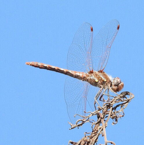 Variegated Meadowhawk