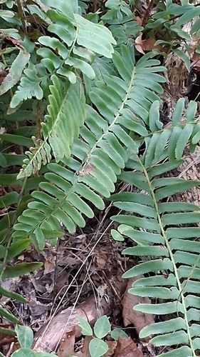 Christmas fern