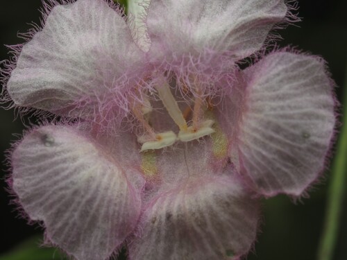 Twoline false foxglove (Agalinis laxa)