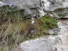 Asplenium petrarchae