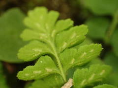 Asplenium petrarchae