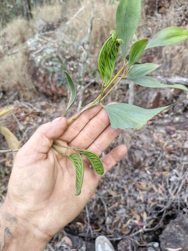 Acacia aulacocarpa observed 2026-09-26