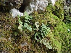 Asplenium petrarchae