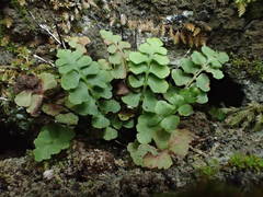 Asplenium petrarchae