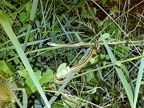 Big-Eyed Ratsnake
