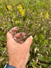 Cicuta maculata