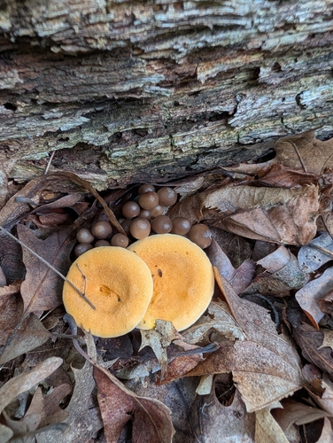 False Chanterelle