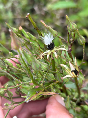 Lactuca canadensis, photograph author not stated, no rights reserved