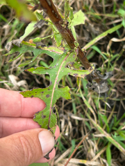 Lactuca canadensis, photograph author not stated, no rights reserved