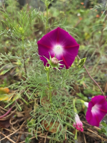 common morning-glory