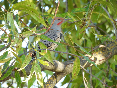 Northern Flicker