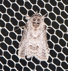 Nycteola polycyma