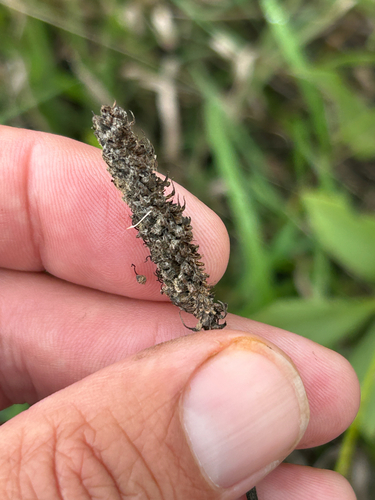 Dalea candida, photograph 3