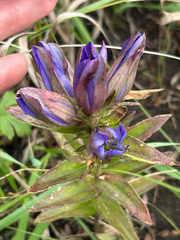 Gentiana puberulenta, photograph author not stated, no rights reserved