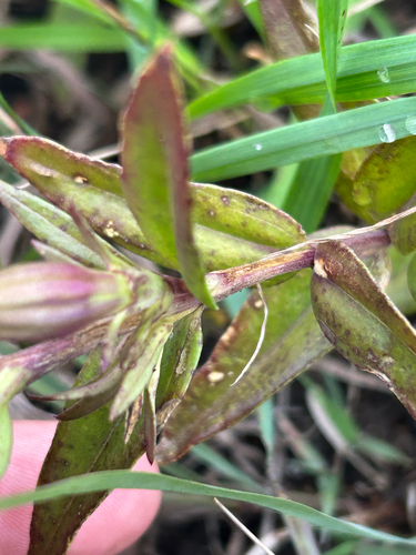 Gentiana puberulenta, photograph 3