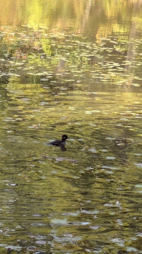Hooded Merganser