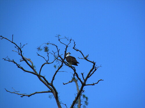 Osprey