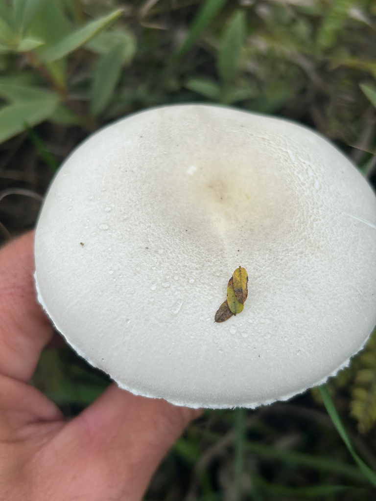White Dapperling · September 2026 · photo: Photo: no rights reserved · iNaturalist