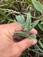 Lithospermum canescens, photograph author not stated, no rights reserved