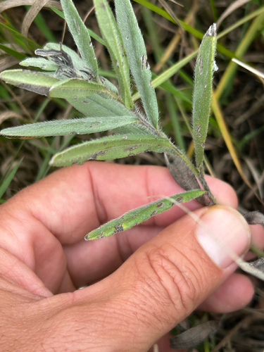 Lithospermum canescens, photograph 5