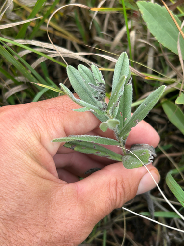 Lithospermum canescens, photograph 4