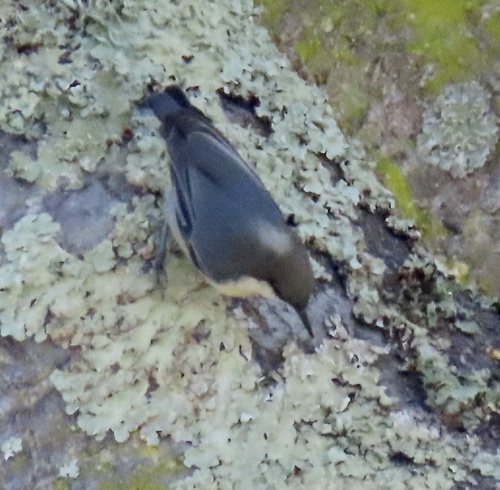Pygmy Nuthatch