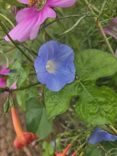 ivy-leaved morning-glory