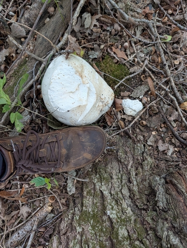 giant puffball