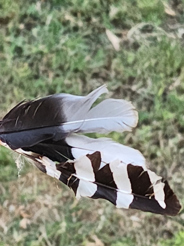 Plume de Huppe fasciée