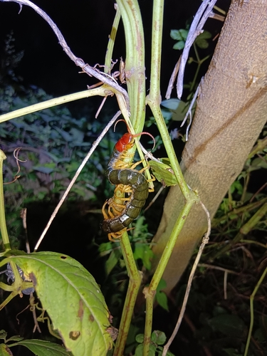 Chinese Red-headed Centipede