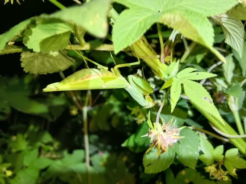 Giant Asian Mantis