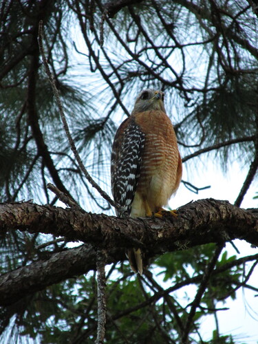 Red-shouldered Hawk