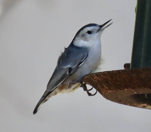 White-breasted Nuthatch