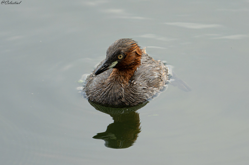 Little Grebe
