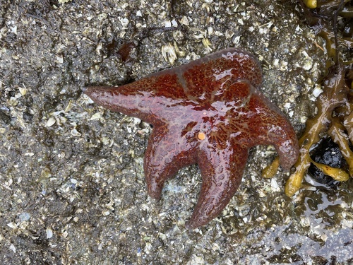 Leather Star