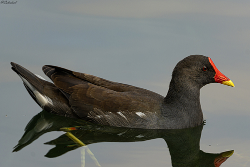 Eurasian Moorhen