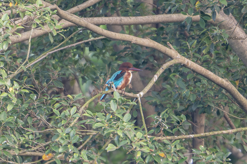 White-throated Kingfisher