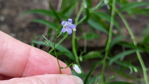 Southern Harebell